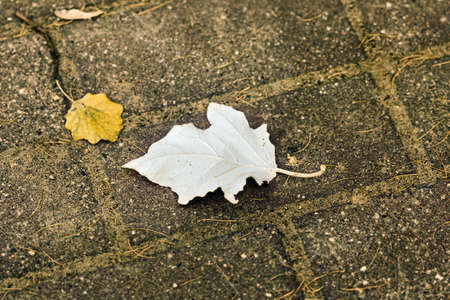 Two autumn leaves on ground on cloudy day