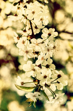 Fresh flowering branch of cherry at sunny dayの写真素材