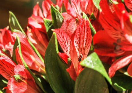 Nice bright bouquet of red alstromeria for happyの写真素材