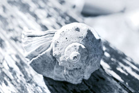 Big sea shell in black and white