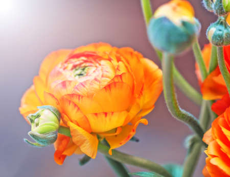 Orange beauty flower of ranunkulus for present and pleasure