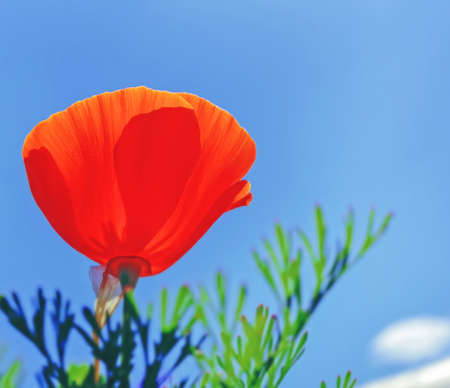 Beauty orange flower of eschscholzia on blue sky backgroundの写真素材