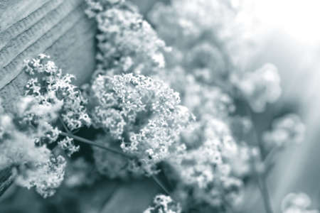 Nice tender little summer flowers for romantic mood in black and whiteの写真素材