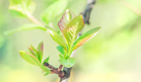 Young green spring leaves at sunny day