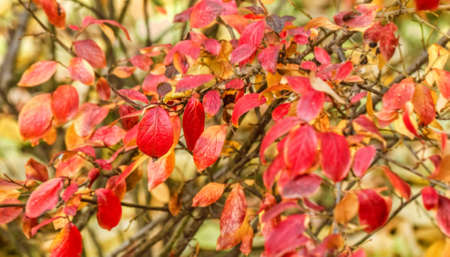 Beauty red autumn leaves like symbol of great seasonの写真素材