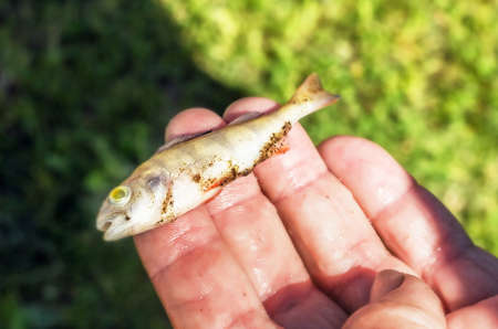 Little fish on palm at summer dunny day