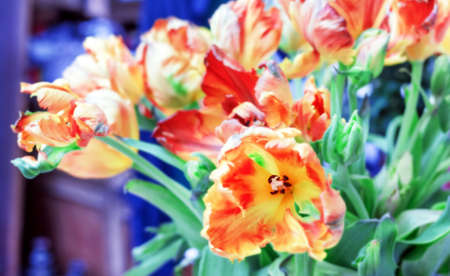 Bouquet of red orange bright tulipsの写真素材