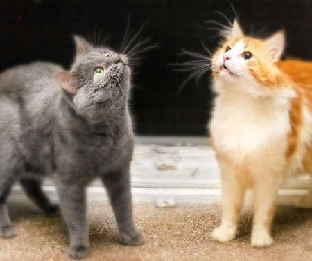 Gray and red wondering cats on night windowの写真素材