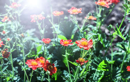 Nice red flowers in sunlight at dayの写真素材