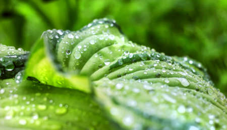 Nice water drops on green leaf fatty ain summer cloudy dayの写真素材