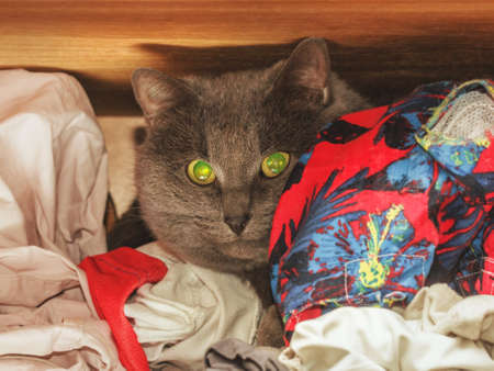 Nice adult gray cat hid in wardrobe among clothesの写真素材