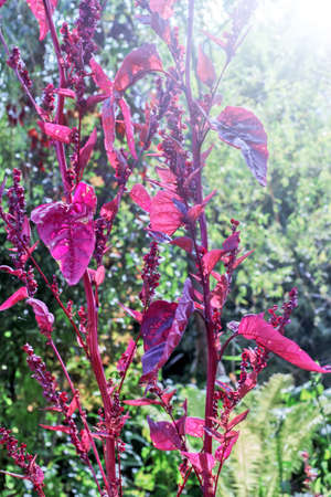 Nice purple plant in garden on summer day