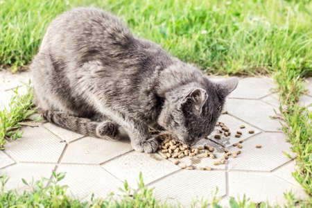 Homeless grey cat eats dry food at summer dayの写真素材