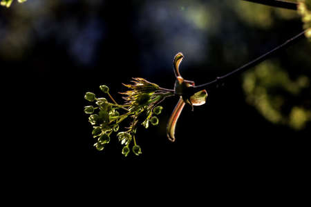 Beauty blooming branch in spring on dark background
