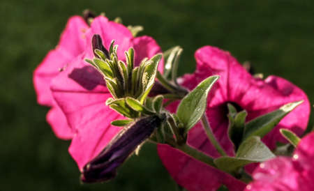 Nice fresh purple petunias at summer dawnの写真素材