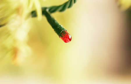 One pretty red small light bulb from garlandの写真素材
