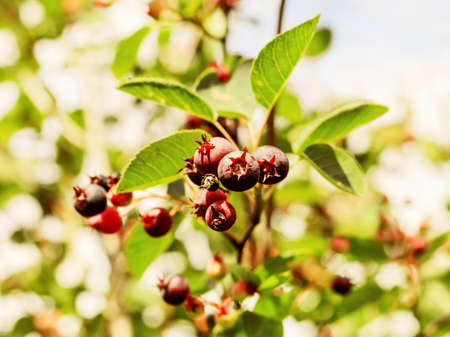 Branch of ripe shadberry at summer clear day