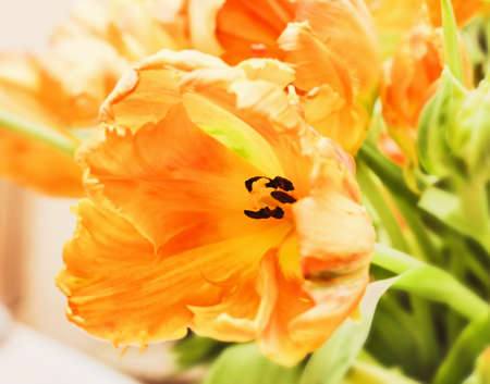 Orange big bright tulip for present and happy momentsの写真素材