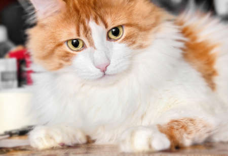 Portrait of nice adult wondering red catの写真素材