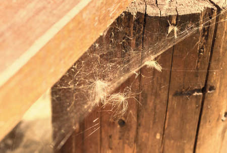 White summer fuzzes in web on woodの写真素材