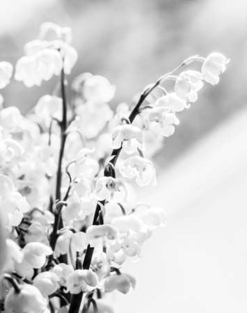 Nice spring lilies of the valley in black and whiteの写真素材