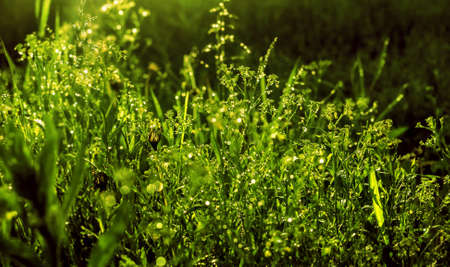 Dew an water drops in morning green grass at sunlight weather