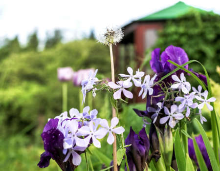 Cheerful company of flowers with white dandelion in summer gardenの写真素材