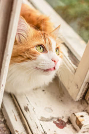 Adult ginger cat between window frame looking upの写真素材