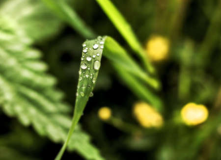 Drops on long grass at summer stormy weather