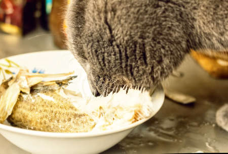 Adult grey cat eats fish with pleasureの写真素材