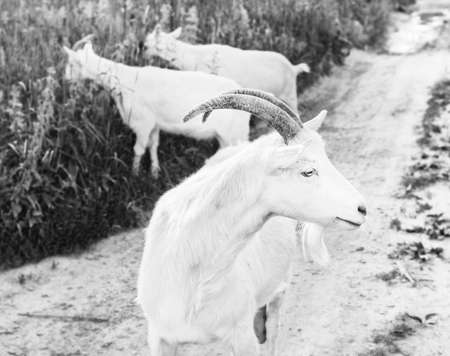 White adult goat on walk in black and whiteの写真素材
