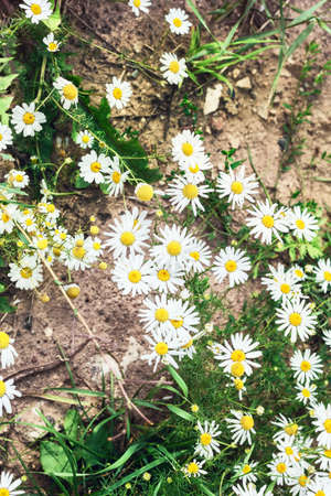 Flowers of chamomile in grass at summer cloudy dayの写真素材