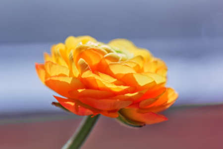 Ranunculus  big orange flower in sunlight rays