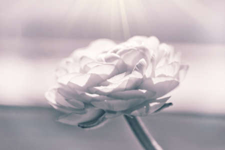 Big flower of ranunkulus in sepia with rays of lightの写真素材
