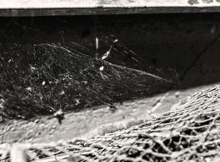 Web and network at sunny summer weather in black and whiteの写真素材