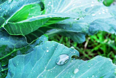 Water drops on cabbage leaves in summer gardenの写真素材