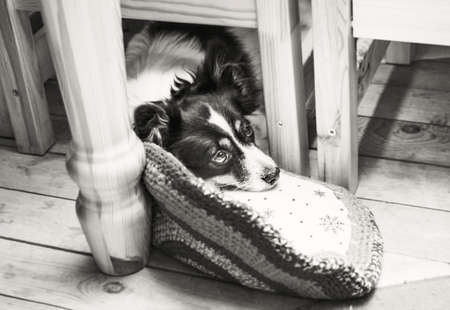 Sad pet dog on floor under table in black and whiteの写真素材