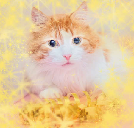 Beauty adult red cat in anticipation of holidayの写真素材