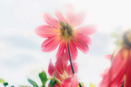Beauty red dahlia in summer weather tender blurの写真素材