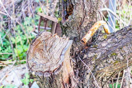 Old dry tree at spring clear dayの写真素材