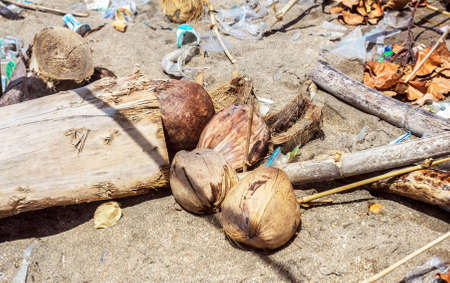 Coconuts in garbage on sand in sunny day