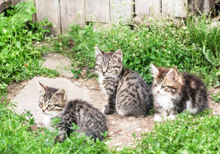 Three kittens in summer yard with green grassの写真素材