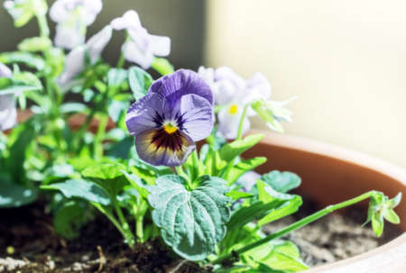 Tender lilla flower Pansy at sunny raysの写真素材