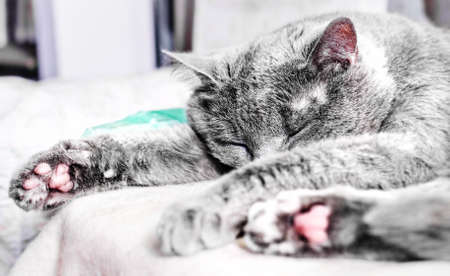 Adult big grey cat sleeping in harmony silenceの写真素材