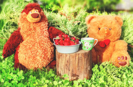 Toy bears on picnic in green grass with berriesの写真素材