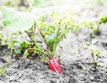 Red radishes in summer garden for dinnerの写真素材