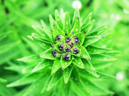 Flower buds of lily garden at day on green backgroundの写真素材