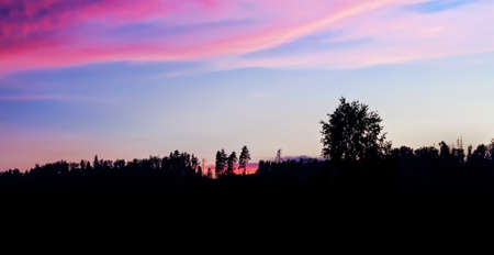 Pink sunset in blue sky with silhouettes of treesの写真素材