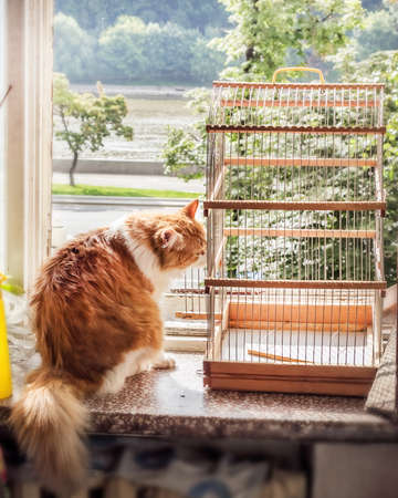 Cat with bird cage on summer window at dayの写真素材