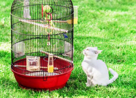 Pretty white kitten near cage with parrot on green summer grassの写真素材